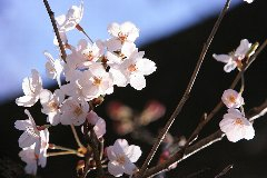 山手　桜前線２