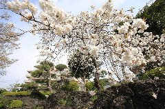 山手　桜前線２