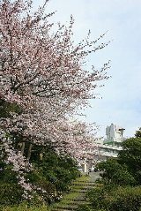 山手　桜前線２