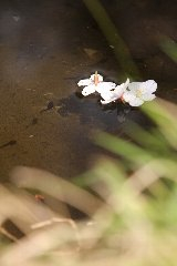 山手　桜前線２