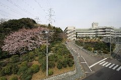 山手　桜前線２