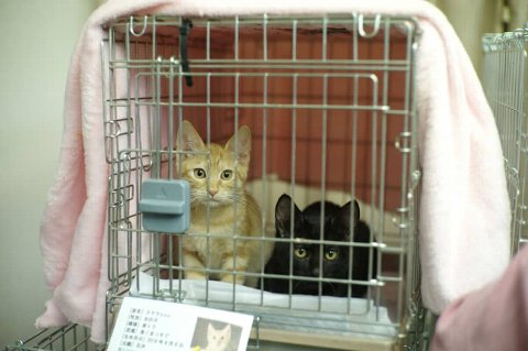 Npetsa20190121870x579